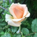 Попова Лариса Анатоліївна