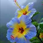 Іскра Василь Петрович